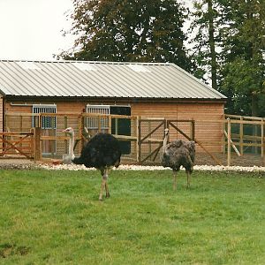 Ostriches, with Africa House to rear; 14th October 2000