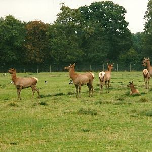 Wapiti herd, 14th October 2000