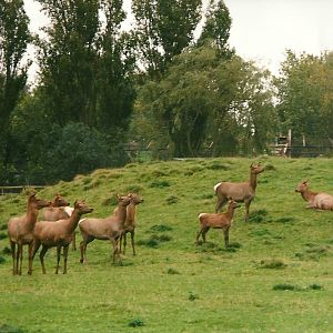 Wapiti herd, 14th October 2000