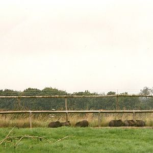 Collared Peccaries on former public viewing area by old Elephant Island, 14
