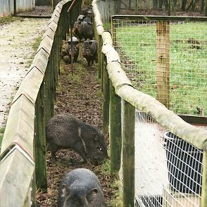 Collared Peccaries, 25th November 2000