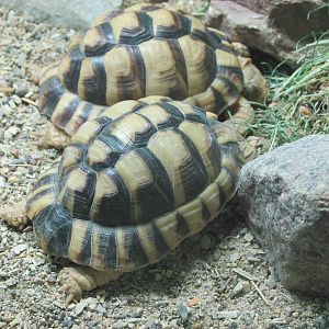egyptian tortoise brookfield zoo