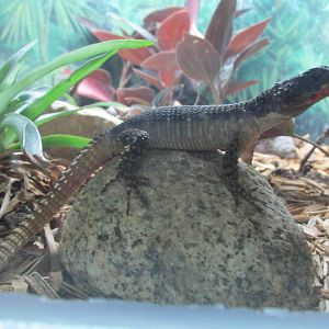 Flame bellied armadillo lizard Brookfield Zoo
