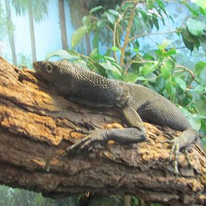 black tree monitor brookfield zoo