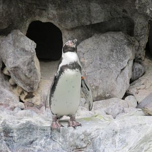 humboldt penguin brookfield zoo
