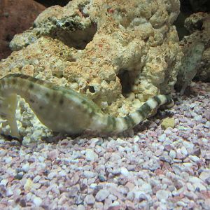 sea horse brookfield zoo
