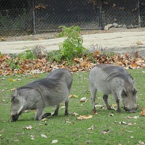 warthog brookfield zoo