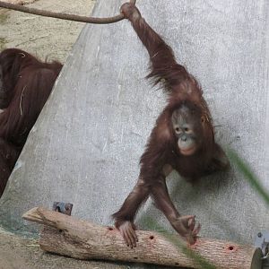 Bornean Orangutans Brookfield Zoo november 2014