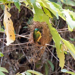Collared Sunbird female at nest