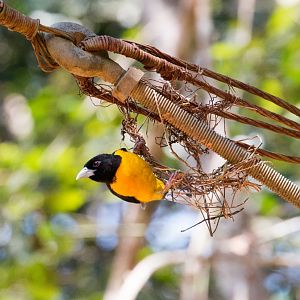 Dark-backed Weaver