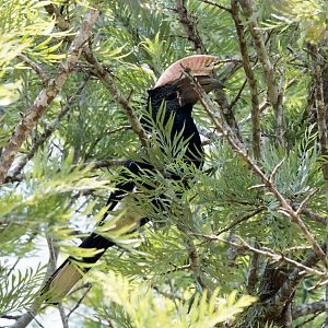 Silvery-cheeked Hornbill