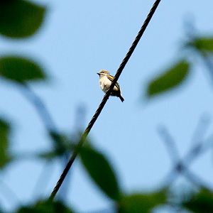 Moustached Green Tinkerbird