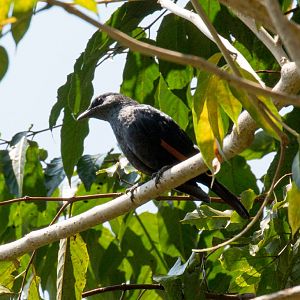 Waller's Starling