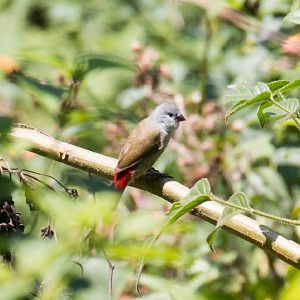 Yellow-bellied Waxbill