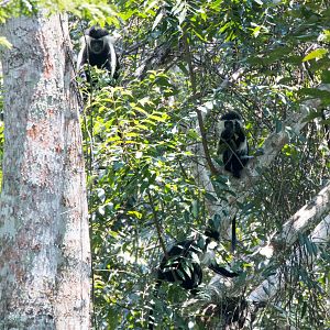 Angolan Pied Colobus