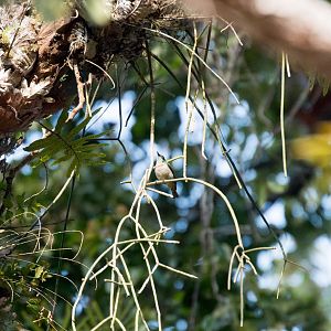 Banded Green Sunbird