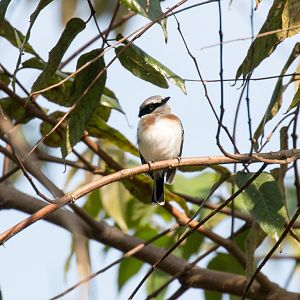 Pale Batis female