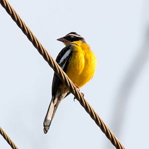 Cabanis Bunting