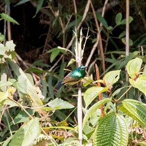Collared Sunbird male