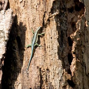 Blue-tailed Gliding Lizard