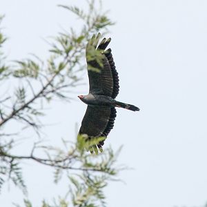 African Harrier Hawk
