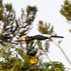 Silvery-cheeked Hornbill