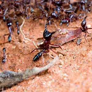 Safari Ants