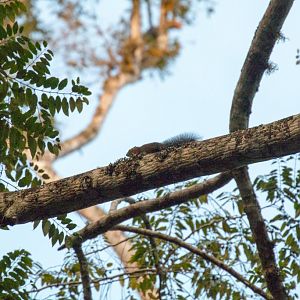 Tanganyika Mountain Squirrel