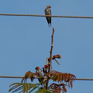 Lesser Striped Swallows