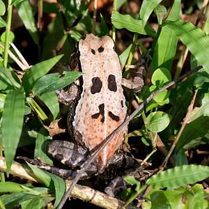 Dead Leaf Toad