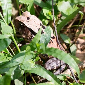 Dead Leaf Toad