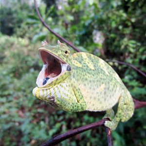 Usambara Three-horned Chameleon