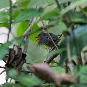 Long-billed Tailorbird juvenile
