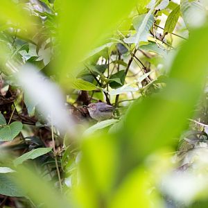 Long-billed Tailorbird