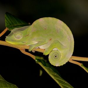 Usambara Three-horned Chameleon