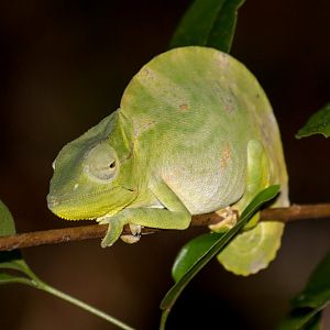 Usambara Three-horned Chameleon