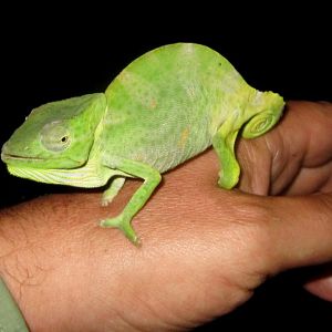 Usambara Three-horned Chameleon