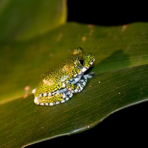 Vermiculated Tree Frog juvenile