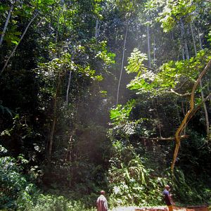 Road through the forest