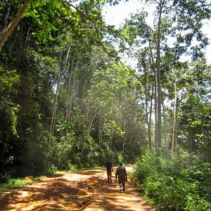 Road through the forest