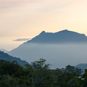 Morning Mountain Mist