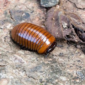 Wood Louse