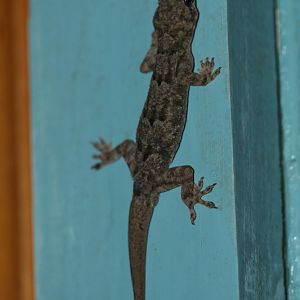 Tree Gecko