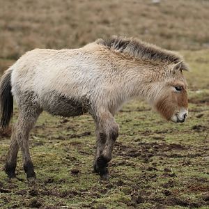 Latest Addition to the Przewalski's Wild Horse collection