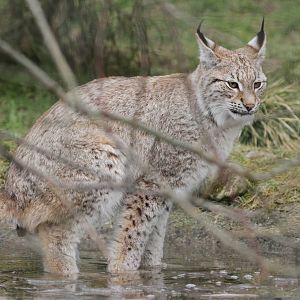 Northern Lynx Crapping