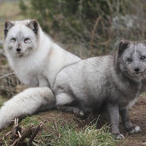 Artic Fox Has New Mate