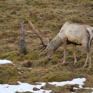 Bukhara Stag Darted