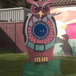 Welcoming Owl, 29th October 2014