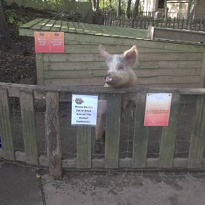 Pig exhibit near entrance, 29th October 2014