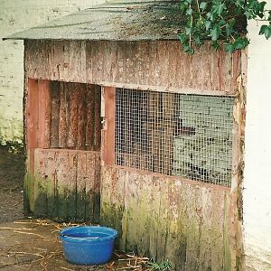 Patagonian Cavy shed, 25th November 2000